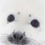 Coloriage De Bébé Animaux Trop Mignon A Imprimer Nice Adorable Harp Seal Pups