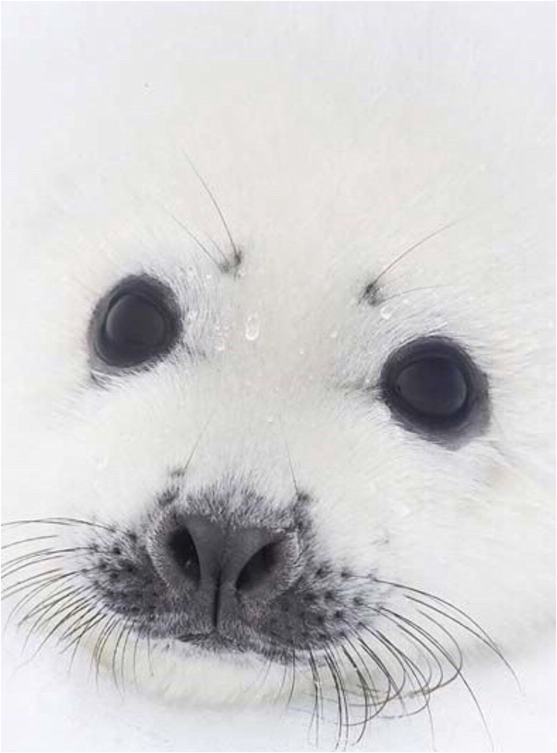 Adorable Harp Seal Pups