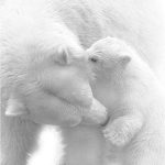 Coloriage De Bébé Animaux Trop Mignon A Imprimer Nouveau Pin By Donna On W Polar Bear Bear Animals Beautiful