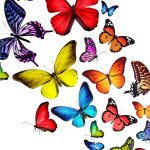 Coloriage De Papillon Coloré Génial 77