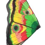 Coloriage De Papillon Coloré Nice Dreamy Dress Upxlali Di Farfalla Per Festa In Costume Taglia Unica Giall