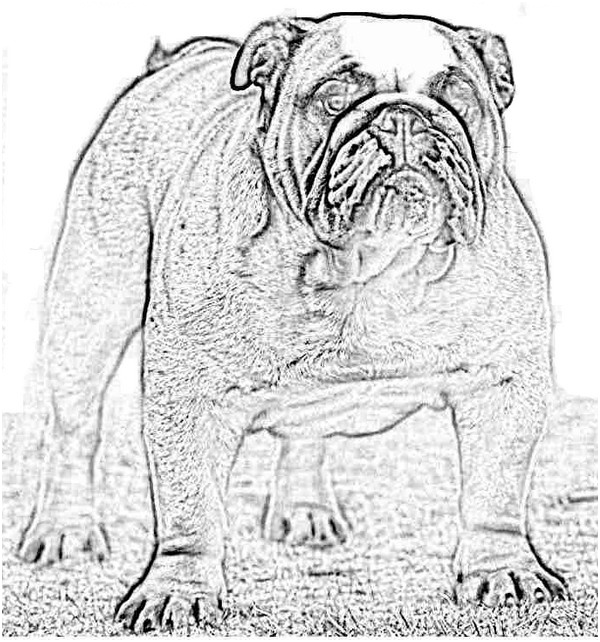 coloriages id 72 chiens bouledogue