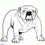 Coloriage Bouledogue Inspiration How To Draw A Bulldog English Bulldog Step By Step Drawing Guide By