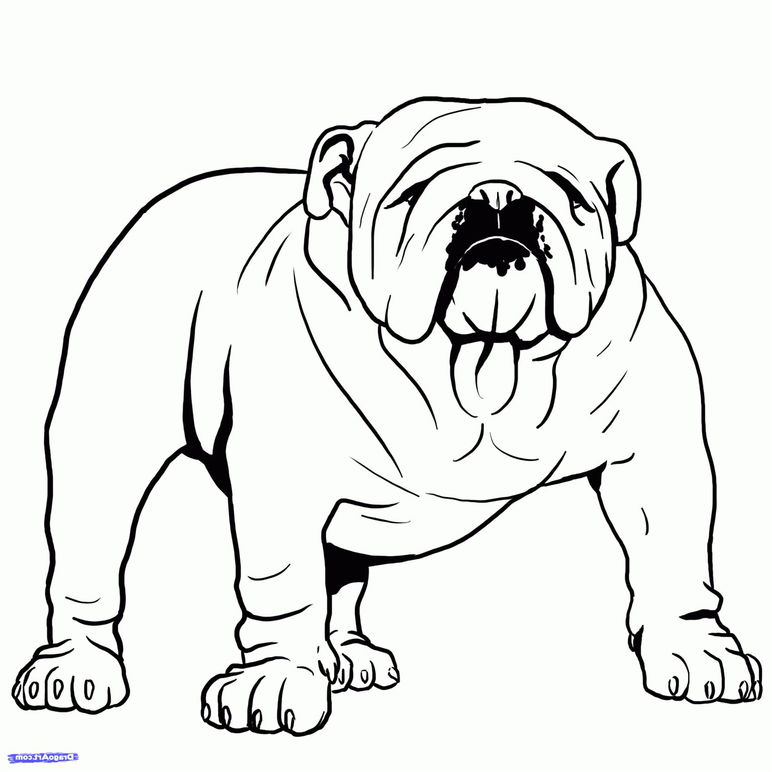 Coloriage Bouledogue Inspiration How to Draw A Bulldog English Bulldog Step by Step Drawing Guide by