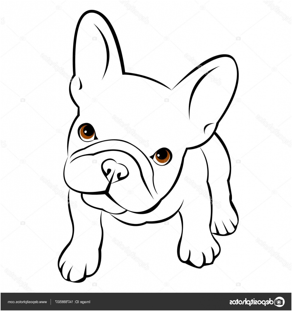 bulldog francais dessin image bulldog francais