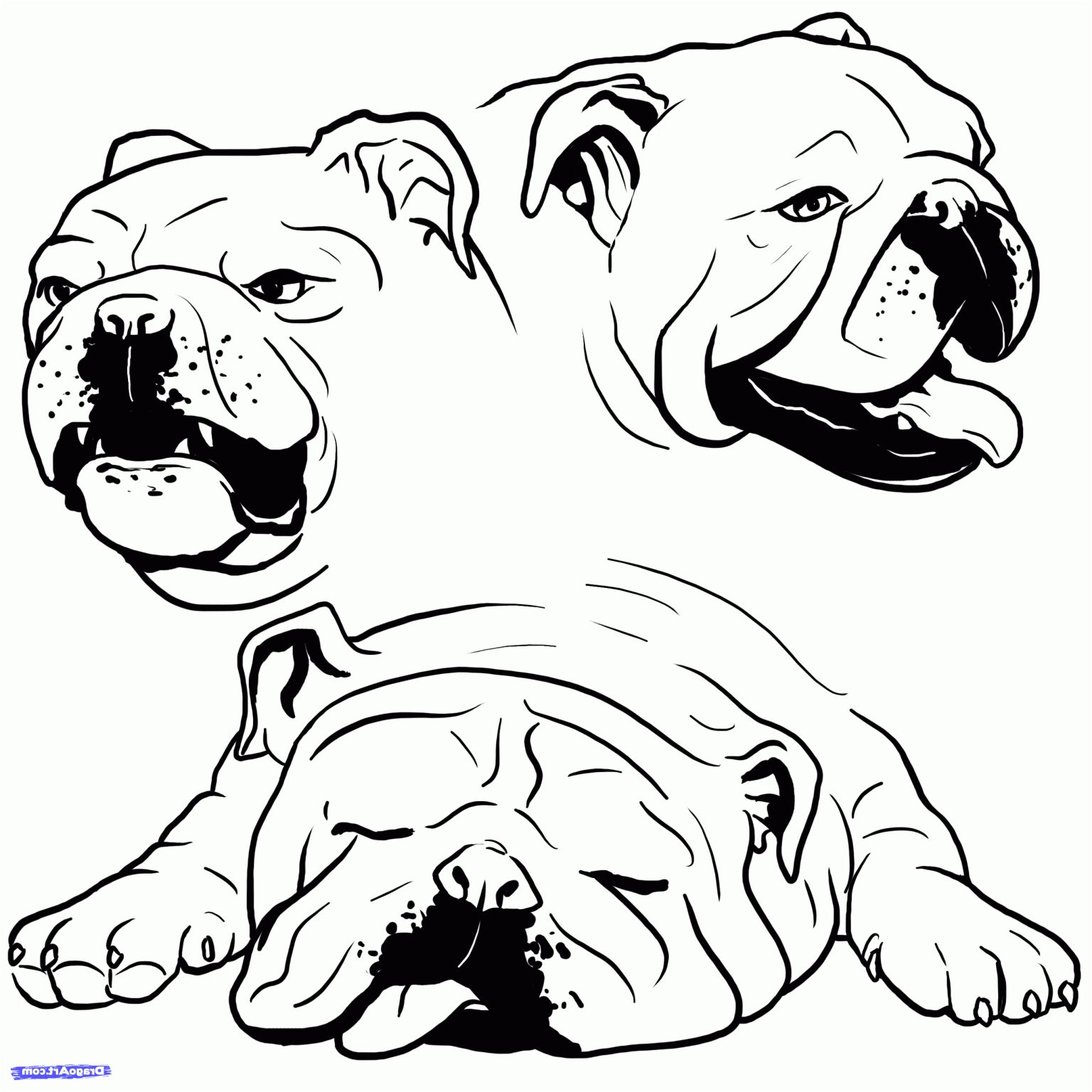 Coloriage Bouledogue Nouveau Pin On English Bulldogs