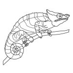 Coloriage Cameleon Imprimer Nice Pin On Coloriages Animaux Sauvages