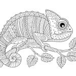 Coloriage Cameleon Mandala Frais Livre De Coloriage Pour Adultes Caméléon Contour Sur Une Branche Sur