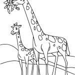 Coloriage De Girafe Luxe Coloriages à Imprimer Girafe Numéro 102b191