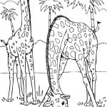 Coloriage De Girafe Nouveau Coloriage 2 Girafes Dans La Savane Dessin Girafe à Imprimer