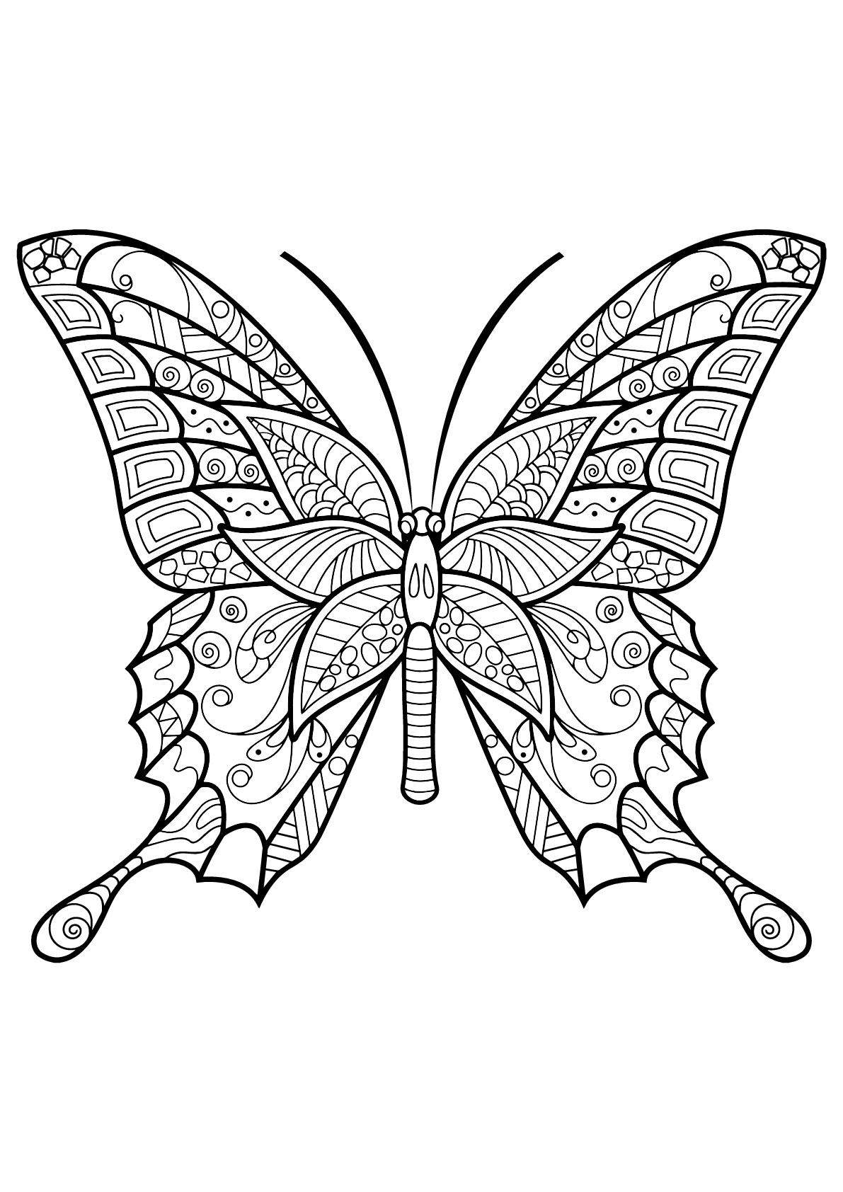 image=insectes coloriage papillon jolis motifs 6 1