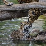 Coloriage Diego Et Bébé Jaguar Élégant Mom Gives A Kiss For Confidence Wild Cats Animals Wild Animals Beautiful