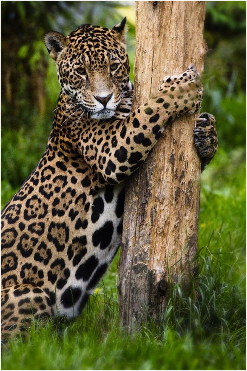jaguar zhivotnoe