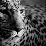 Coloriage Diego Et Bébé Jaguar Inspiration Wallpaper Leopard Spotted Black And White Color Animals Desktop Backgro