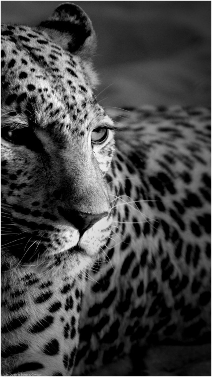 wallpaper leopard spotted black and white color animals