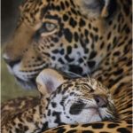 Coloriage Diego Et Bébé Jaguar Luxe Pin By On Pantherinae Animals Cute Animals Animals Beautifu