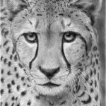 Coloriage Diego Et Bébé Jaguar Nice Dessin Guepard Par Stationc Coloriage Animaux Imprimer Coloriage Animau