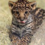 Coloriage Diego Et Bébé Jaguar Nice Jaguar Animal Baby Cute