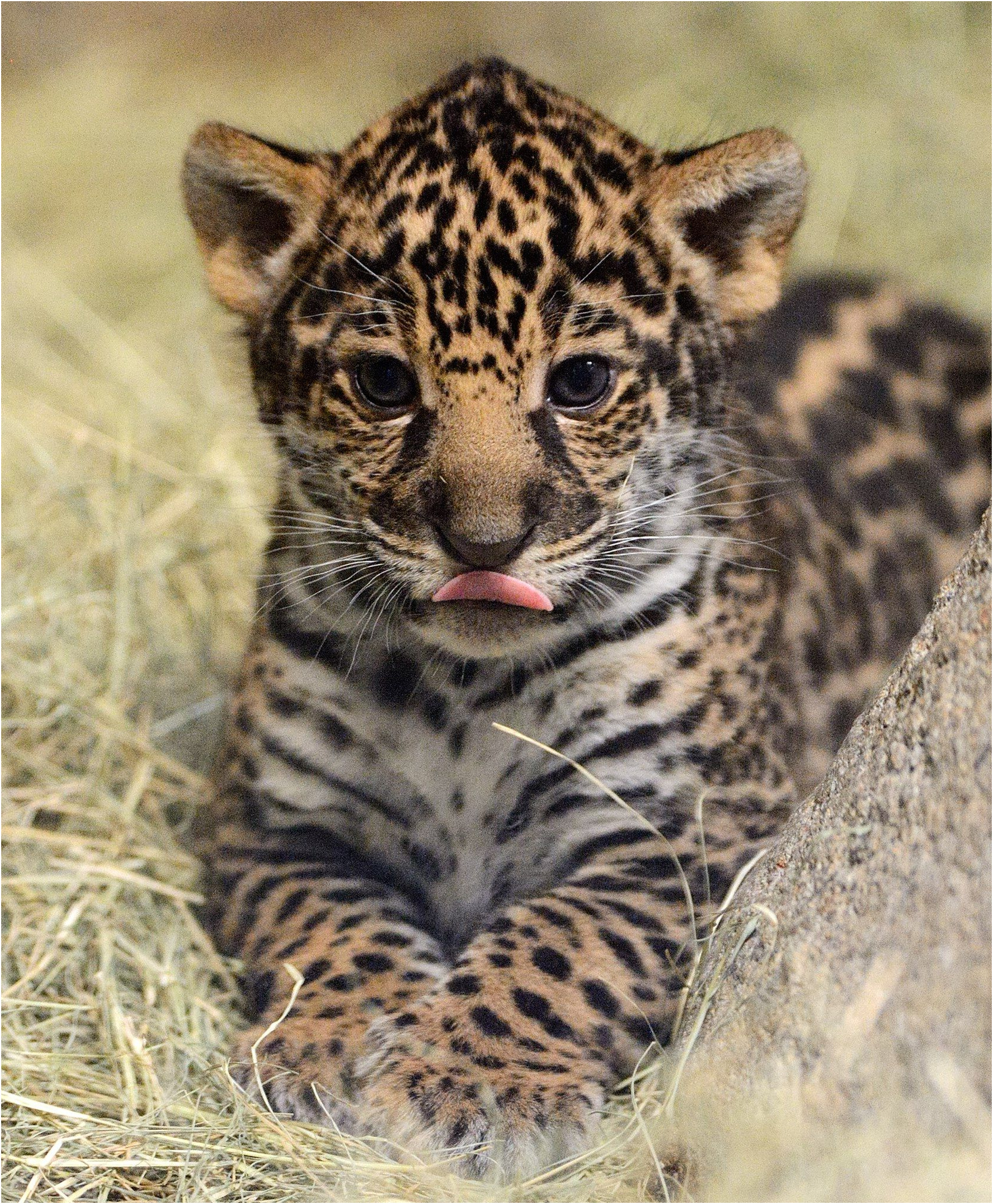 Jaguar Animal Baby Cute