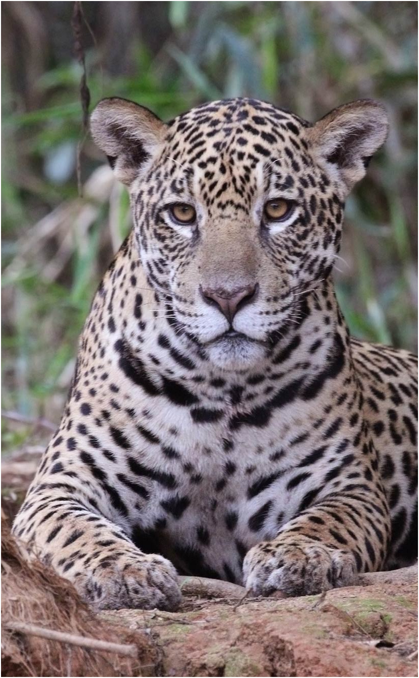 jaguar beautiful jaguar cat panthera