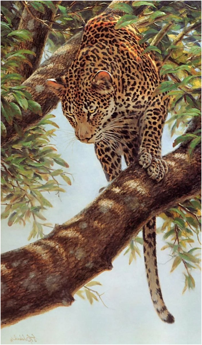 narisovannye leopardy maslom
