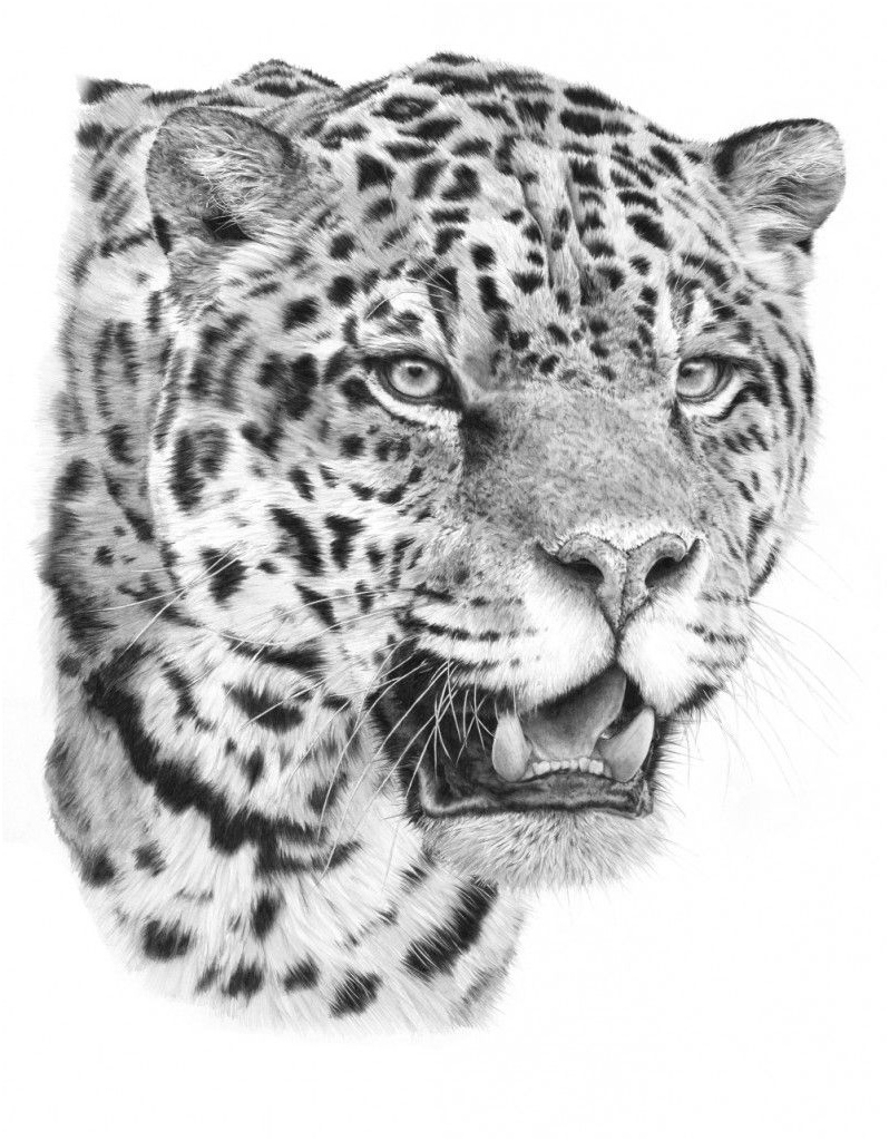 jaguar head drawing
