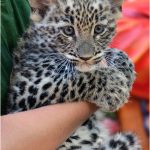 Coloriage Diego Et Bébé Jaguar Nouveau Leopard Cub Debuted