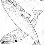 Coloriage Animaux Marins A Imprimer Luxe Coloriage Animaux Marins 191 Animaux – Coloriages à Imprimer