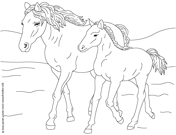 horse coloring pictures pages sheet