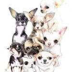 Coloriage De Bébé Chien Mignon Meilleur De Pin By Marina Vasquez On Chihuahuas Chihuahua