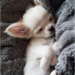 Coloriage De Bébé Chien Mignon Nice Pin by Pinner On Kittens and Puppies Chihuahua Puppies Chihuahua Dogs Cute Chihu