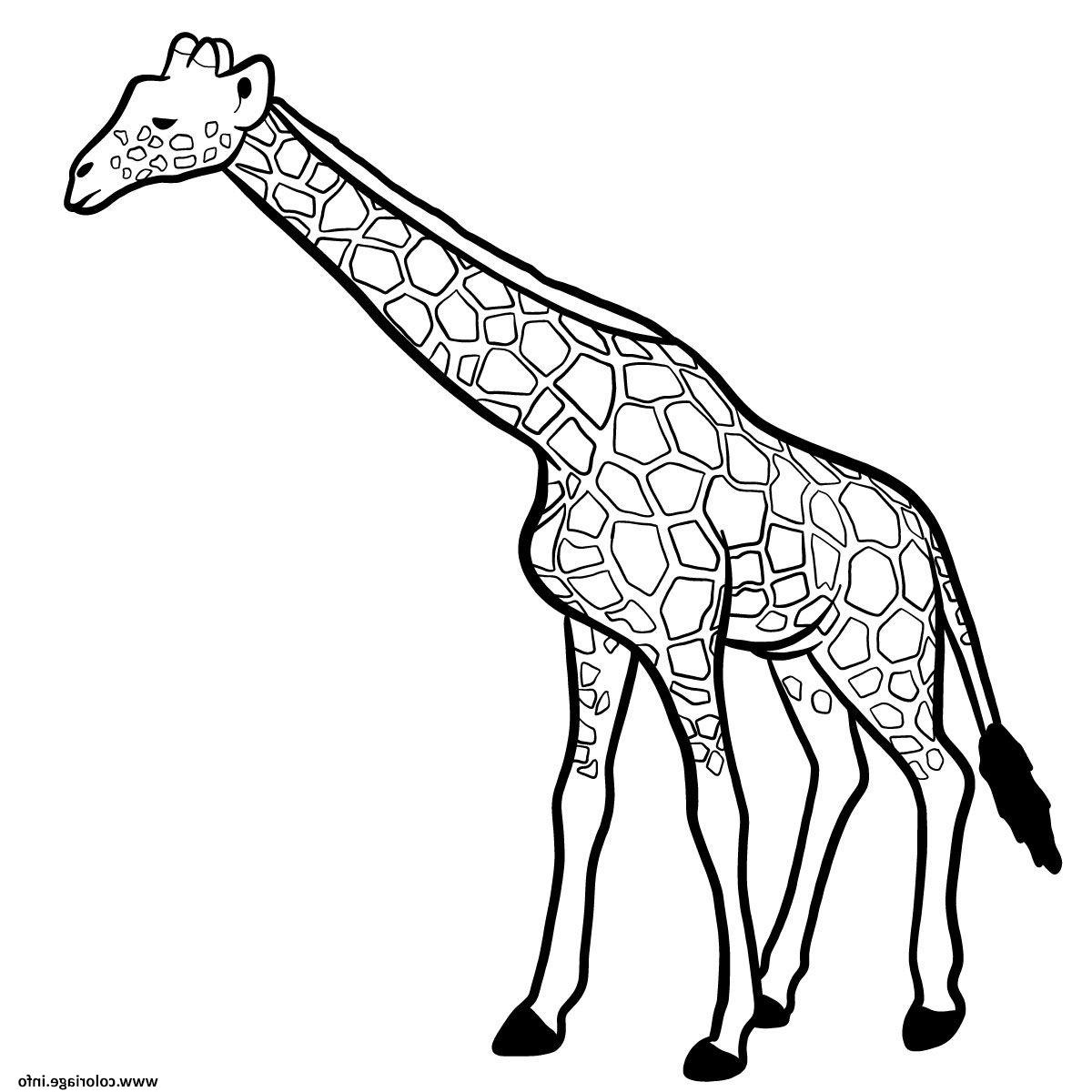 girafe mammifere de la savane africaine coloriage