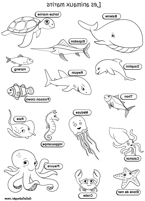 animal marin dessin coloriage animaux