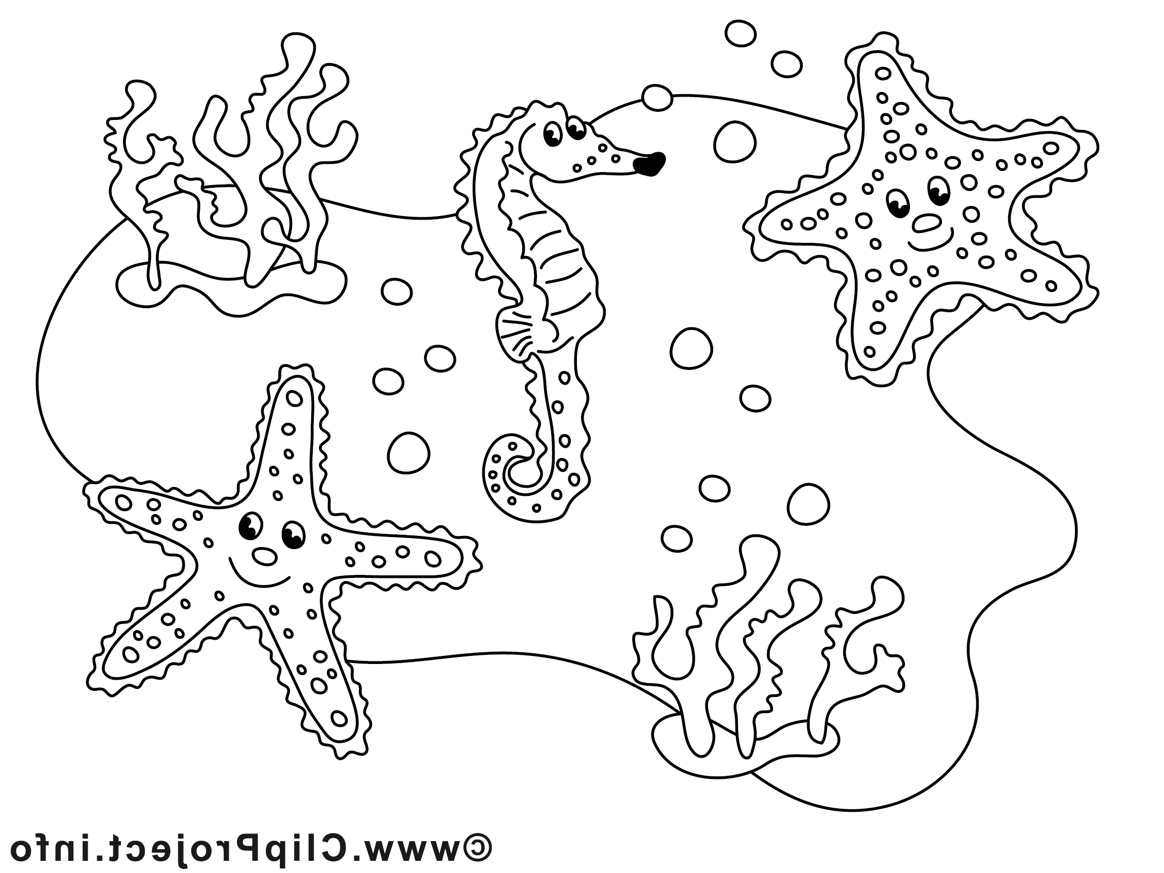 étoiles de mer dessin – animal gratuits à imprimer 9885