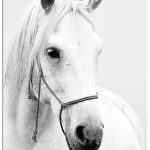Coloriage Chevaux à Imprimer Gratuit Inspiration Panorama Horse Printed On 250gr Paper Canvas And White Dibond Aluminum Living R