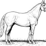 Coloriage Chevaux à Imprimer Luxe Draft Horse Coloring Pages At Getdrawings