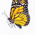 Coloriage De Papillon Sur Une Fleur à Imprimer Inspiration Butterfly Illustration Pintura De Borboleta Arte De Borboleta Borboletas Dese