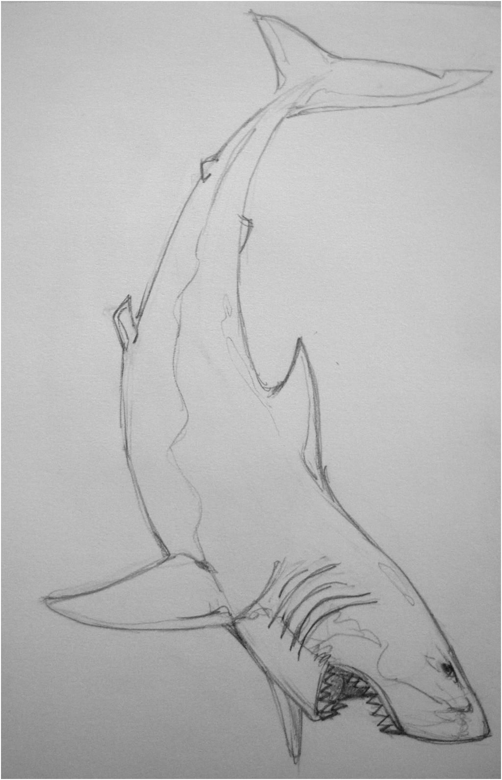 great white shark by kamodin28 on deviantart