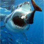 Coloriage De Requin à Imprimer Frais Get An Adrenaline Rush In South Australia Great White Shark White Sharks Shark