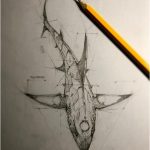 Coloriage De Requin à Imprimer Génial Animal Sketches Shark Art Shark Drawing Sketches