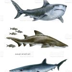 Coloriage De Requin à Imprimer Luxe Leopard Shark Istock