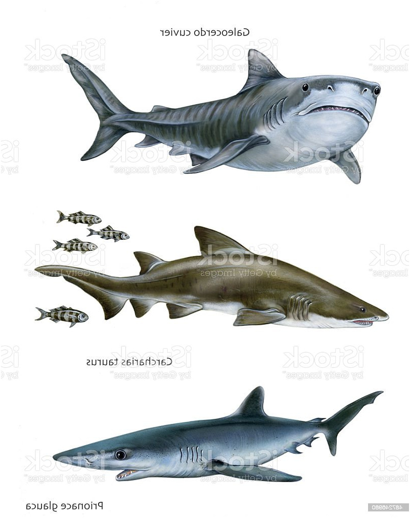leopard shark phrase=leopard shark&sort=mostpopular