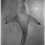 Coloriage De Requin à Imprimer Meilleur De Pin On Painting Drawing Etc