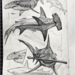 Coloriage De Requin à Imprimer Nice Pin On Art Theme Sketchbooks