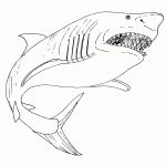 Coloriage De Requin Meilleur De Dessins Requin Animaux à Colorier – Coloriages à Imprimer