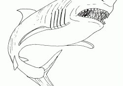 Coloriage De Requin Meilleur De Dessins Requin Animaux à Colorier – Coloriages à Imprimer