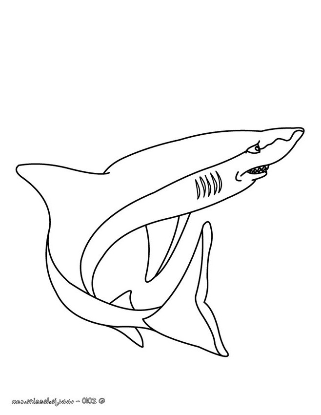 dessin requin marteau imprimer