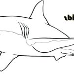 Coloriage De Requin Blanc Unique Great White Sharks Are King Of The Ocean Sharks Coloring Pages